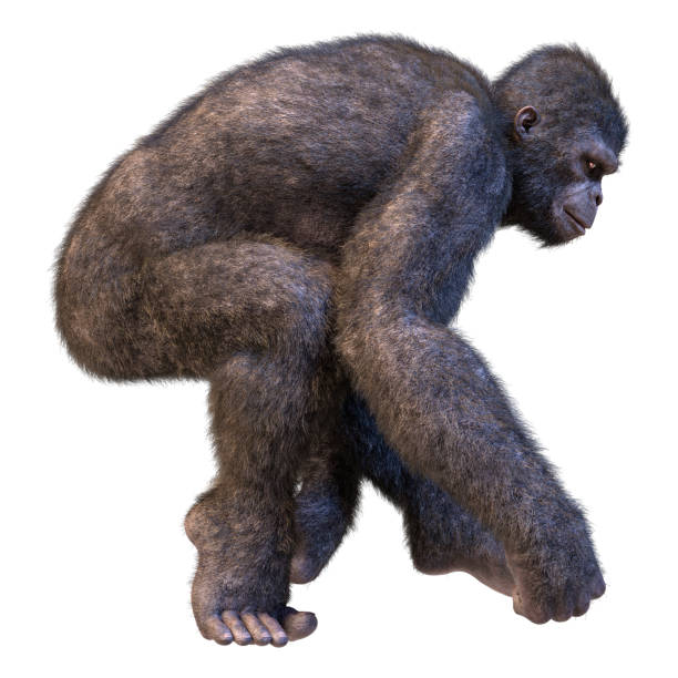 ilustración 3d gorila simio en blanco - gorilla endangered species large isolated fotografías e imágenes de stock