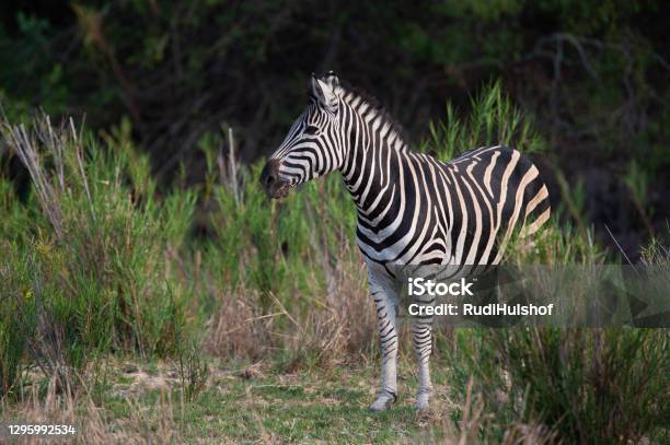 Zebra In The Wild Stock Photo - Download Image Now - Plains Zebra, South Africa, Africa