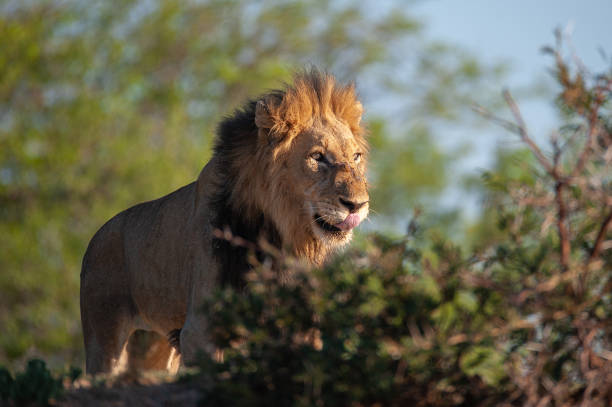 istock Male Lion in Africa 1295992614
