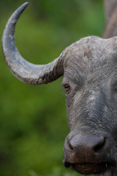 istock Cape Buffalo Cow Closeup 1295993206