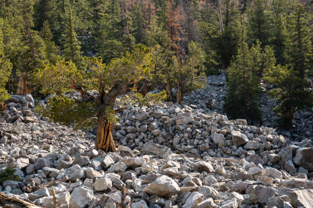istock Rocky Field with Bristlecone Tree Grove Emerging from it 1295993347