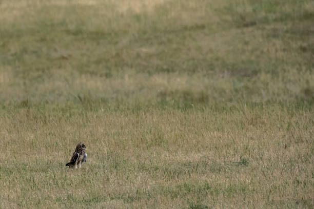 istock Short Eared Owl Grounded and Looking Up 1295993426