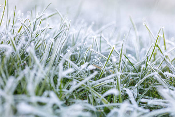 istock Winter background with snowy grass 1295993566