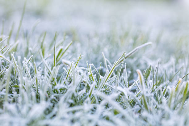 雪の草と冬の背景 - ice crystal textured ice winter ストックフォトと画像