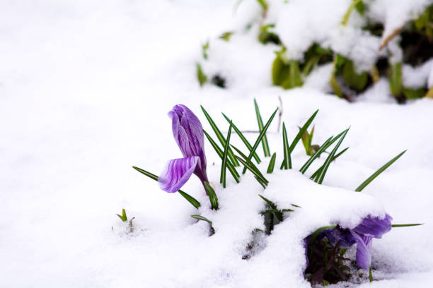 istock Purple crocus flowers growing in snow during spring. Soft focus. Nature background 1295994727