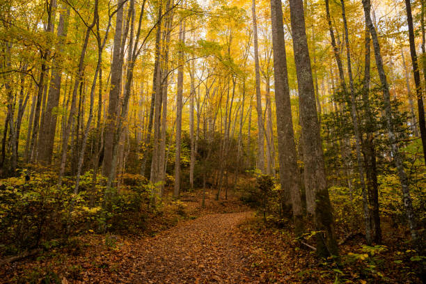 l'ampio sentiero attraversa l'alta foresta in autunno - vein field foto e immagini stock