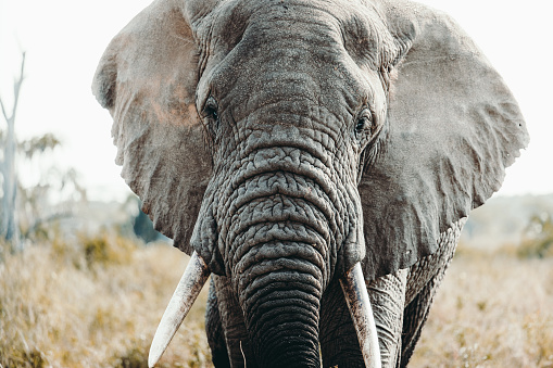 a picture of a female Asian Elephant (Elephas maximus) also known as the Asiatic elephant, standing and curling her trunk, while opening its mouth as if it's smiling. the female Asian elephants don't have tusks.