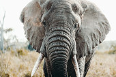 Portrait of African elephant during safari trip in Tanzania
