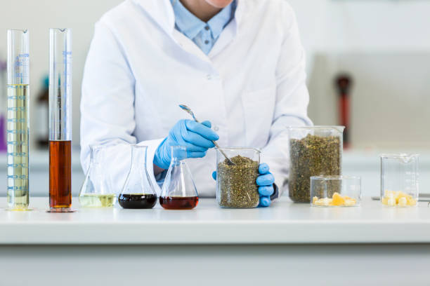 istock Hands working with marijuana seeds and laboratory spoon 1295995180