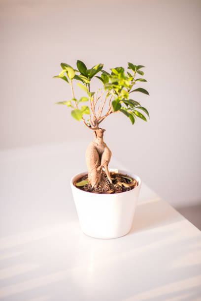 ficus ,un vaso pieno di fiori seduti su un tavolo. foto di alta qualità - ginseng bonsai tree fig tree banyan tree foto e immagini stock