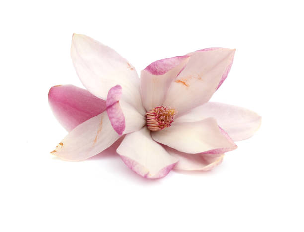 istock a single blooming magnolia flower on white 1295996232