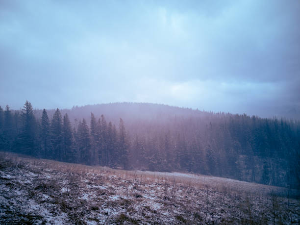 istock Fantastic winter evening landscape, pine forest and purple mist 1295996528