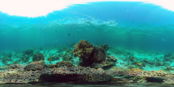 istock Coral reef and tropical fish underwater. Philippines. 360-Degree view 1295996545