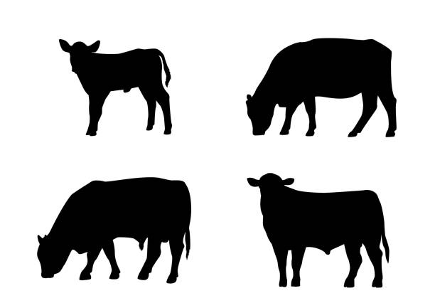 Cattle Silhouette Bull Cow Calf Standing Grazing Agriculture Livestock Black silhouettes of cattle family on a white background.  These livestock include a young calf standing, cow grazing, young bull standing, and a mature bull grazing. grazing stock illustrations