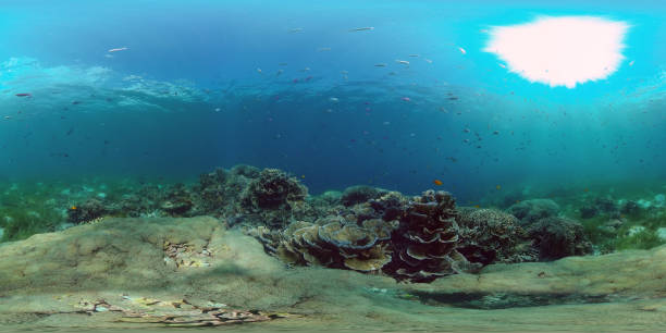 istock Coral reef and tropical fish. Philippines. Virtual Reality 360 1295996874
