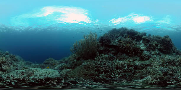 istock Coral reef and tropical fish underwater. Philippines. Virtual Reality 360 1295997805