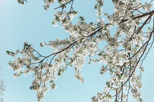 White cherry blossoms in spring sun with blue sky and tender bokeh