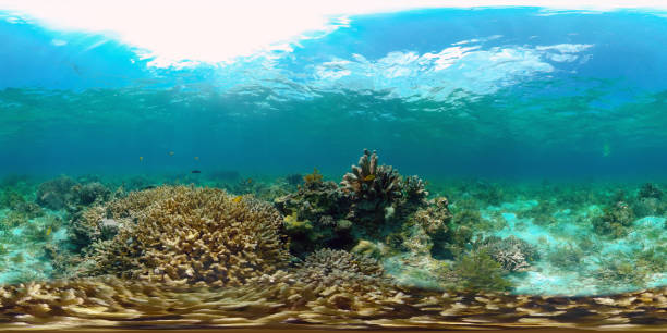 istock Coral reef and tropical fish. Philippines. Virtual Reality 360 1295997945