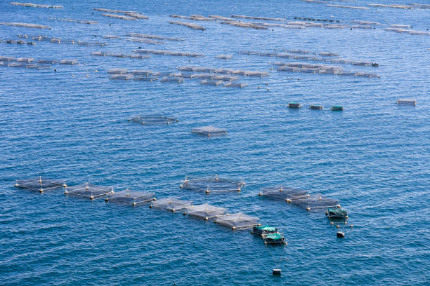 Fishing on lake Titicaca, aerial view, Peru.