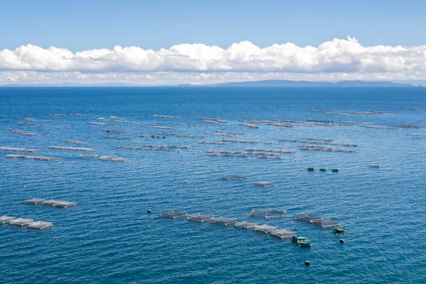 istock Fishing on lake Titicaca, Peru 1295998300
