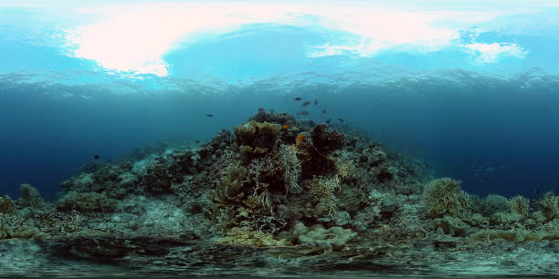 istock Coral reef with fish underwater. Philippines. Virtual Reality 360 1295998831