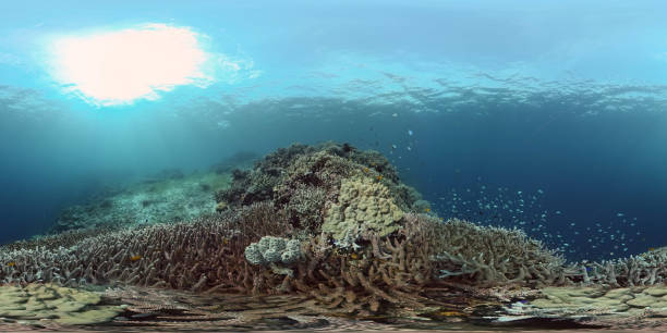 istock Coral reef and tropical fish. Philippines. Virtual Reality 360 1295998923