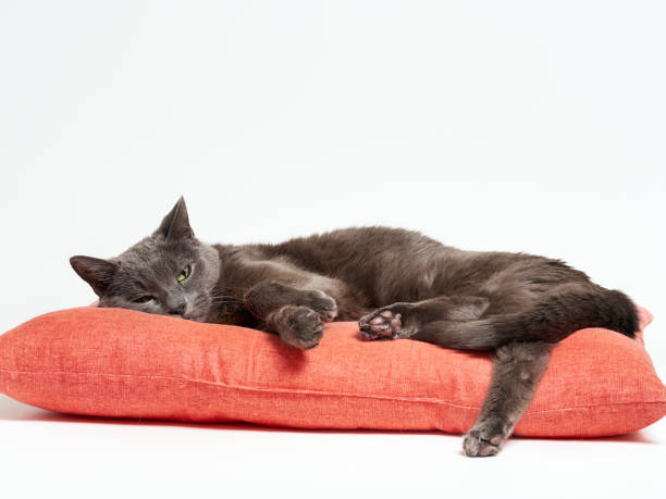 istock Gray cat on a pillow. 1295999359