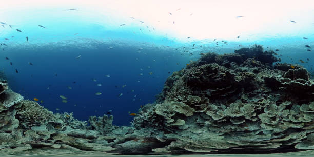 istock Coral reef and tropical fish. Philippines. Virtual Reality 360 1295999669