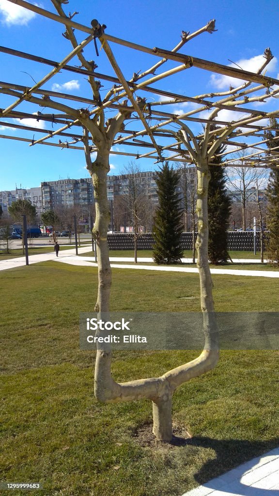 Young trained platan tree, growing in a park lawn. Living garden seat and pergola, growing in a lawn of a park. Young, leafless sycamore tree, growing in a Krasnodar park on a winter sunny day. Bare Tree Stock Photo