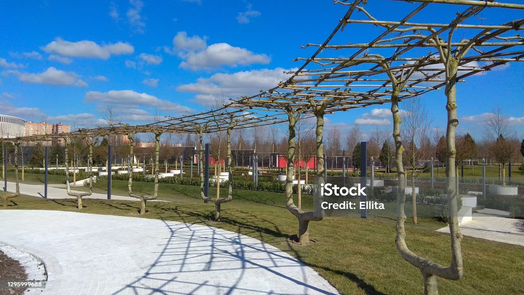 Living garden seats, pergola along a stone brick paved walkway. Young trained platan trees, growing in a park.
Young, leafless sycamore trees, growing in a Krasnodar park on a winter sunny day. Sycamore Tree Stock Photo