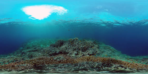 istock Coral reef and tropical fish. Philippines. Virtual Reality 360 1296000325