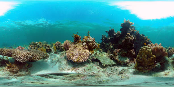 istock Coral reef and tropical fish. Philippines. Virtual Reality 360 1296000394