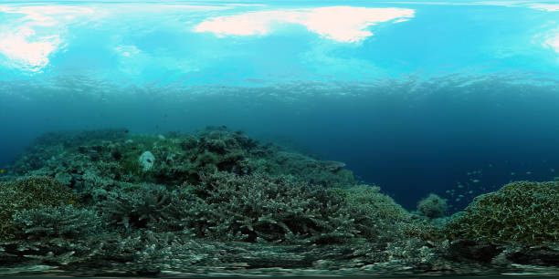 istock Coral reef and tropical fish. Philippines. Virtual Reality 360 1296000621