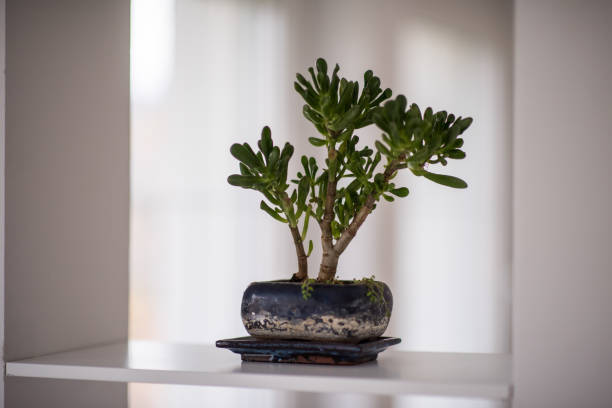 ficus ,un vaso pieno di fiori seduti su un tavolo. foto di alta qualità - ginseng bonsai tree fig tree banyan tree foto e immagini stock