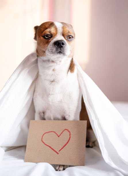 istock chihuahua dog with drawing heart on craft envelope siting in bed. 1296003443