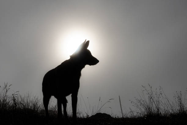 istock wolf dog silhouette 1296004114