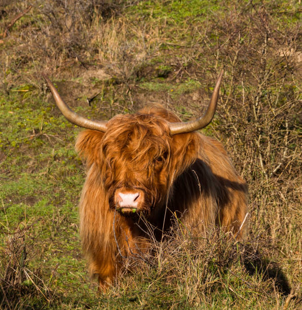 istock Highland cattle in the dunes in holland 1296007431