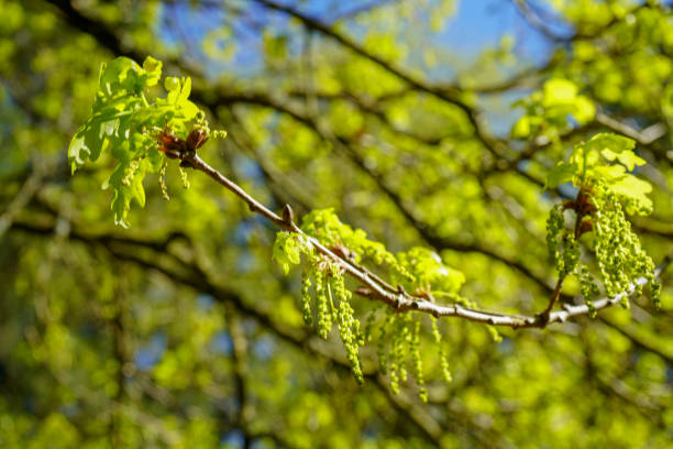 istock Bright green leaves and catkins hanging from a tree in spring 1296007941
