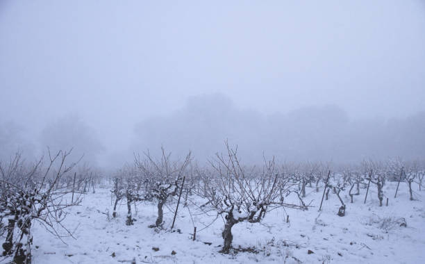 istock Vineyard in fog mist winter snow 1296008583