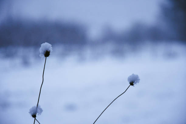 Plants with snow in macro and white foggy landscape