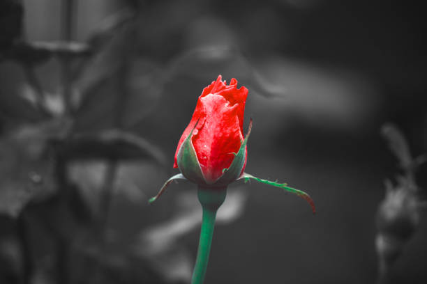 Rosebud love concept, depth of filed, selective focus and coloring, black and white with red
