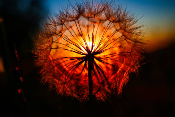 istock macro of dandelion flower on sunset background 1296009040