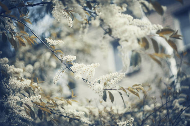 istock Branch of the blossoming bird cherry 1296009147