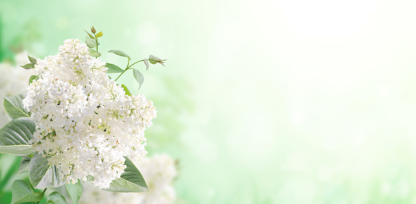 Branch of Lilac on sunny beautiful nature spring background. Summer scene with twig of Common Lilac (Syringa vulgaris) and flowers of white color. Horizontal spring banner with flowers. Copy space for text