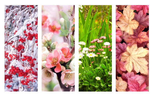istock Four seasons of year 1296010355