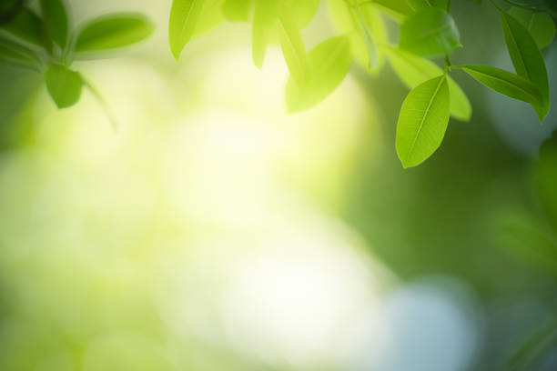 istock Beautiful nature view green leaf on blurred greenery background under sunlight with bokeh and copy space using as background natural plants landscape, ecology wallpaper concept. 1296010529