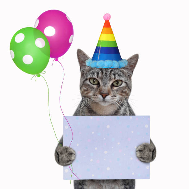 istock Cat gray holds blank holiday poster 1296011553