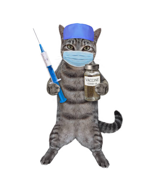 istock Cat in mask and hat with vaccine 1296011587
