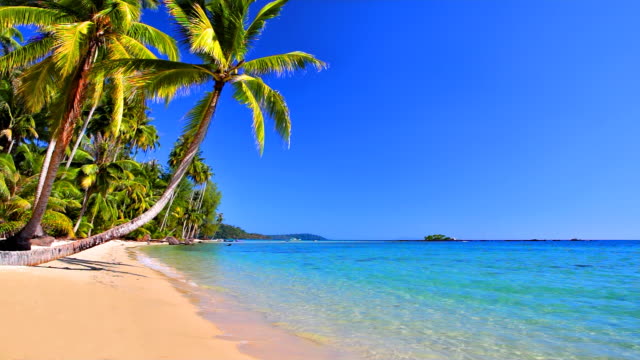 Palm trees near sea water on tropical beach
