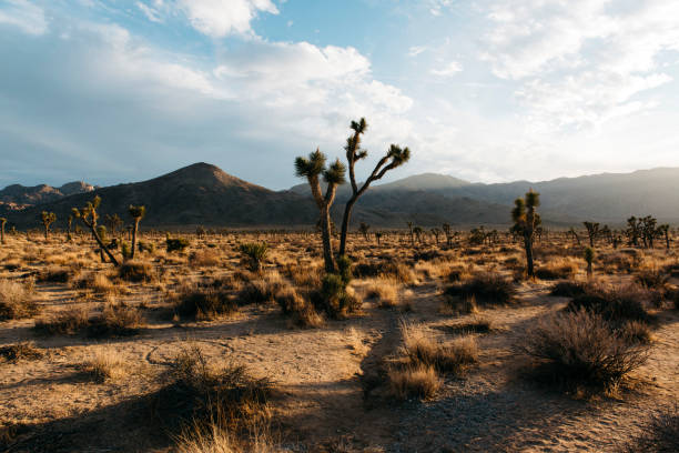 Sunset in the desert in early December with dramatic shadows